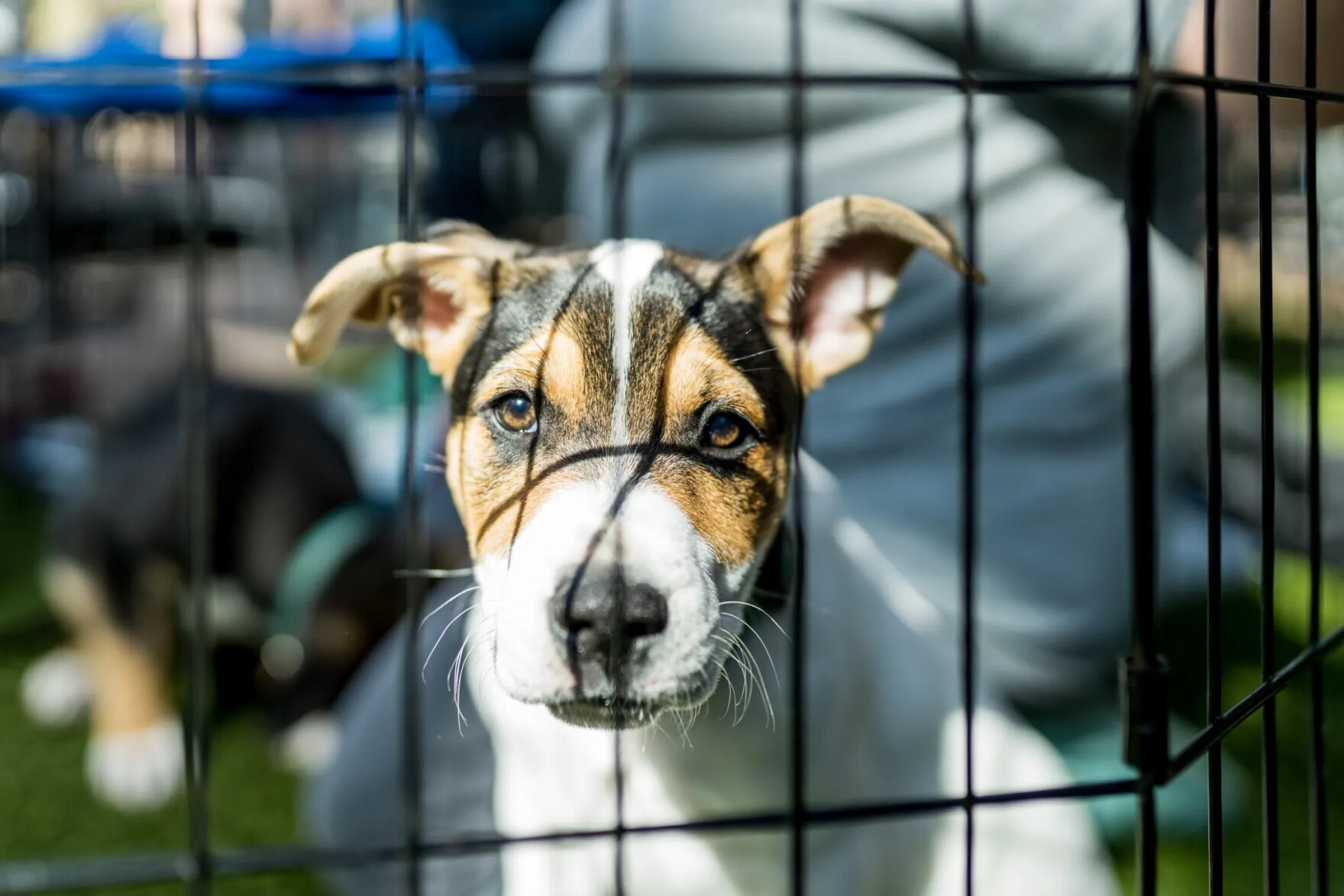 Hope Animal Fort Worth launches new animal shelter program, resources page to help ...