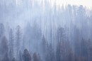 Smoke and burned trees are pictured near Sylvan Lake State Park during a wildfire that erupted south of Eagle in the White River National Forest on June 20, 2021.