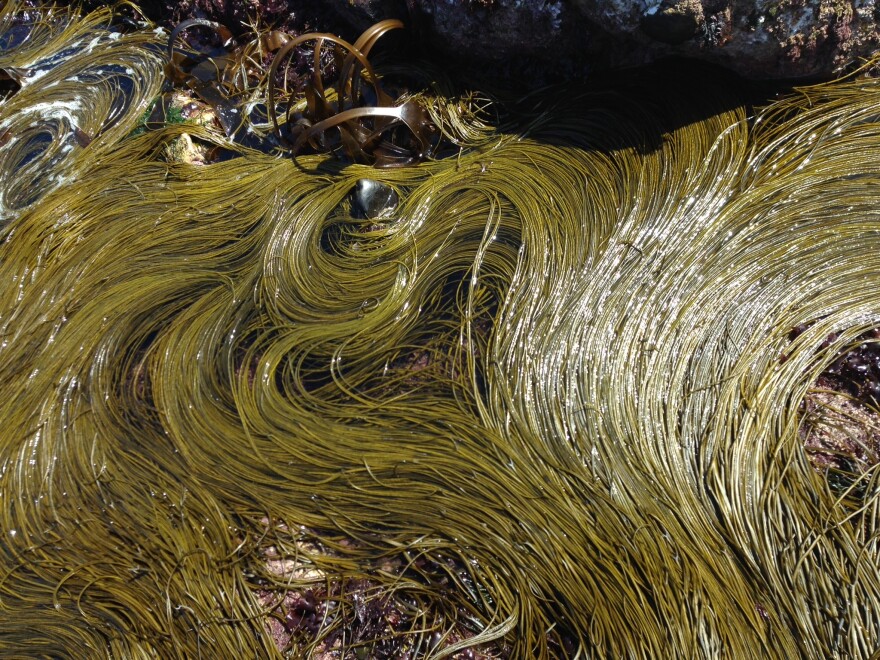 Shown here in a photo from 2014, sea spaghetti, or the brown alga Himanthalia elongata, dominates the shoreline in July at Cape Cornwall, UK. 