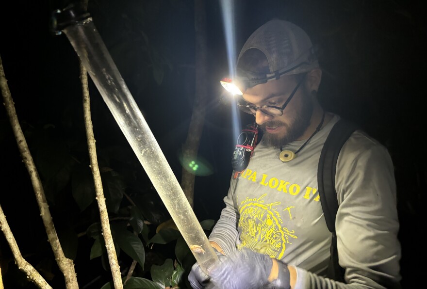 Volunteer Clé Mayer catches a coquí frog in a plastic tube in Waimānalo on Oct. 2, 2025.