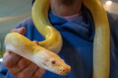 A man holding a yellow snake, with its body wrapped around the back of his neck.