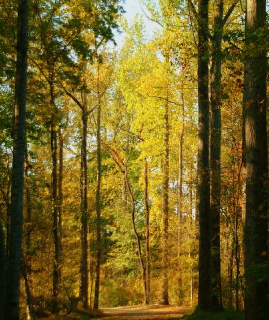 The Neuse River bike and pedestrian trail in Raleigh, forest, trees.