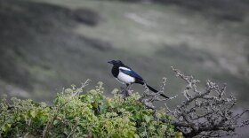 Black-billed magpie (Pica hudsonia)