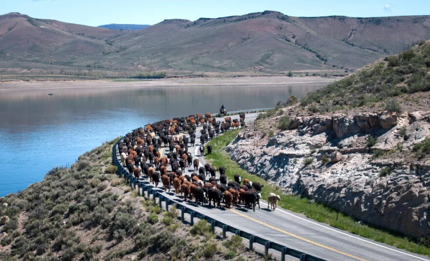 Cattle move along Colorado 149 toward summer pastures May 27, 2024, south of Blue Mesa Reservoir in Gunnison County. At least 1,500 head of cattle used the highway for 3 miles.