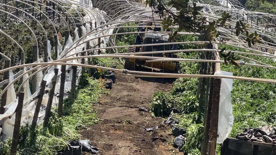 A tractor is seen destroying rows of marijuana plants in a hoop house. 