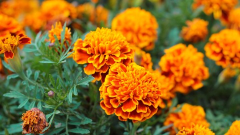 Orange marigolds aka tagetes erecta