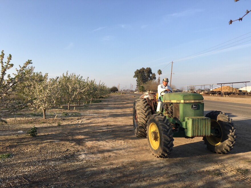 almond_bees_5th_photo.jpg