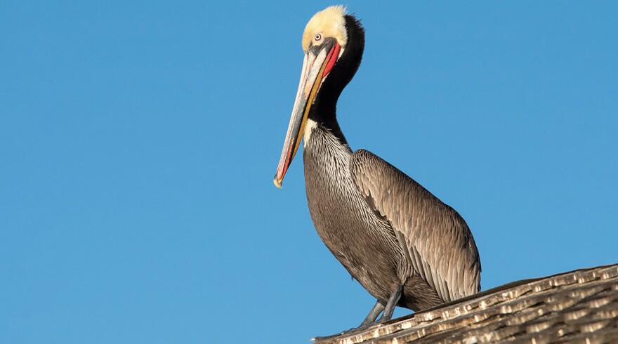 A brown pelican