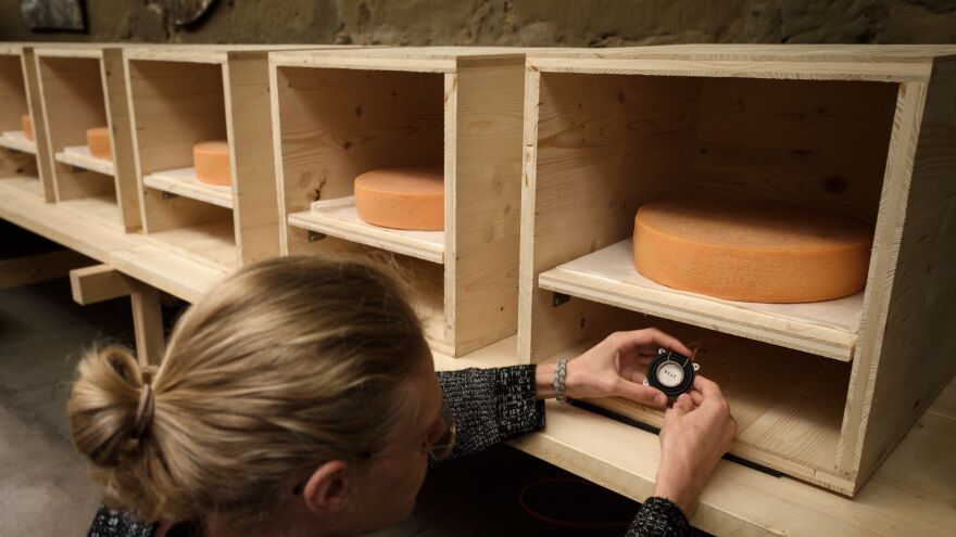 Simon Walker, a student at the Bern University of the Arts in Switzerland, checks a small music speaker placed directly below a wheel of Emmental.