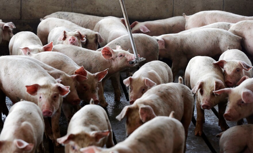 Young hogs owned by pork industry giant Smithfield Foods gather around water at a farm in Farmville, N.C.