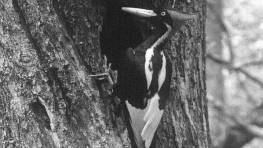 The ivory-billed woodpecker was among two now-extinct species that used to live in the Midwest.