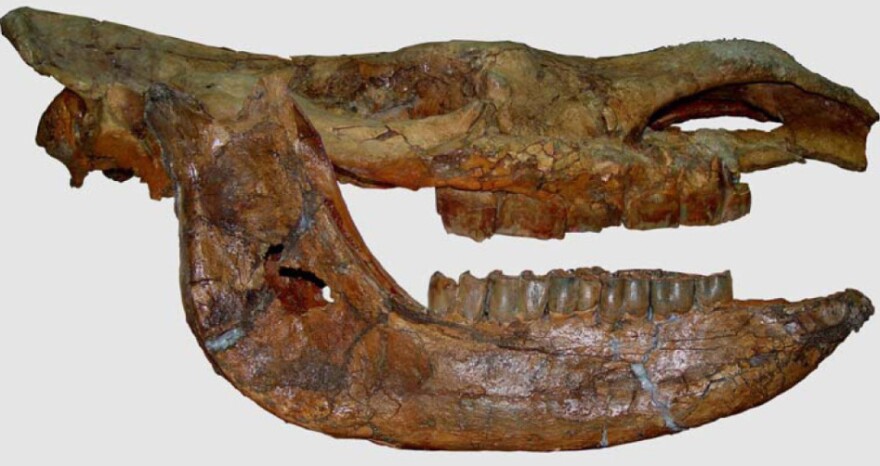 Digital composite photo of the skull and lower jaw of the woolly rhino.