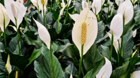 Peace lily (Spathiphyllum)