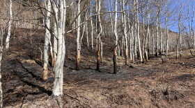 Scorched trees and brush cover the 1.5 acres burned by a wildfire six miles up Castle Creek Road. Moist spring soils slowed the spread of the fire, allowing firefighters to contain the blaze within an hour.