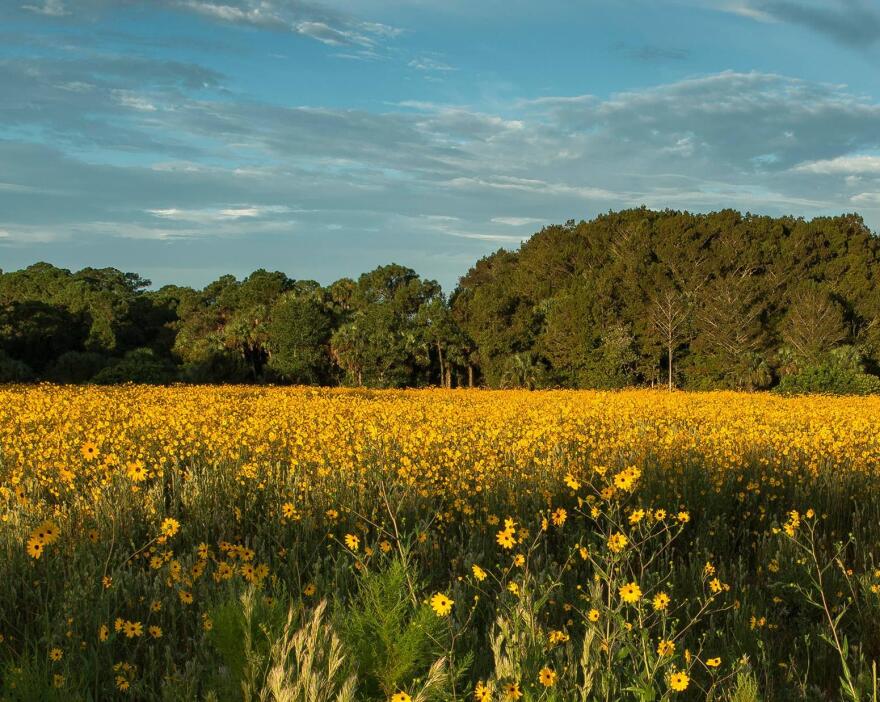 Pepper Ranch Preserve sunflower weekend viewing dates announced | WGCU ...