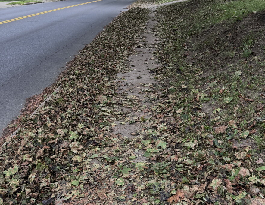 Dead maple leaves line the sidewalk after being infected with a pair of fungal diseases this year.
