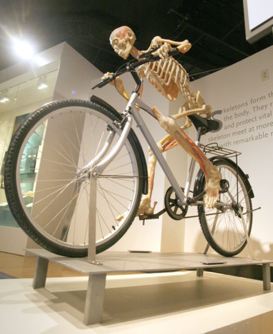 A skeleton perched on a bicycle as part of Bodies Revealed, the inaugural exhibit at the Lexington Center Museum and Gallery. The exhibit runs from Saturday through Jan. 8.