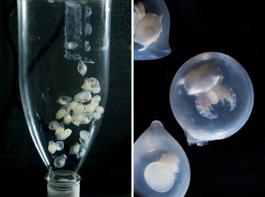 A cephalopod incubator built from a soda bottle (left) at the Marine Biological Laboratory in Woods Hole, Mass. Inside, there are embryos of flamboyant cuttlefish, a particularly colorful species. A close-up view (right) shows flamboyant cuttlefish embryos<em>.</em>