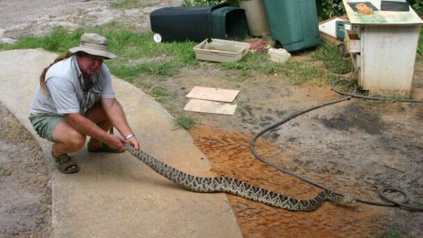 Man holds onto snake tail in backyard 