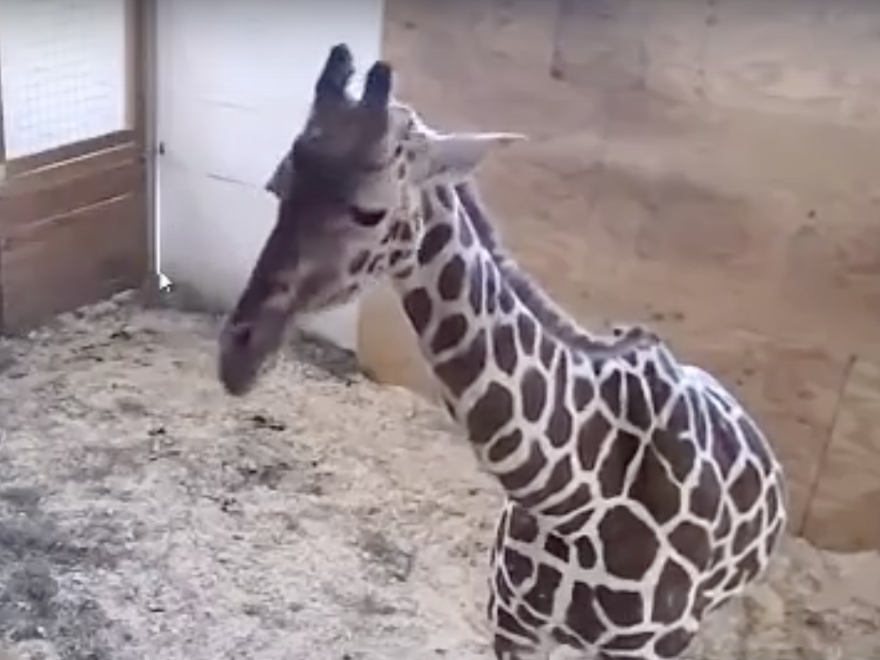 A screenshot from the YouTube livestream video of April the giraffe, who is set to give birth soon.