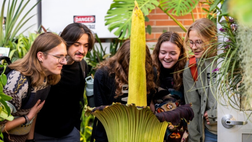 Visitors experience rotten-flesh smell of GVSU's corpse flower in the Barbara Kindschi Greenhouse