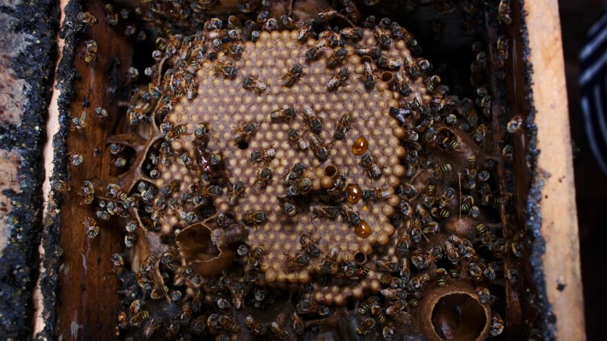 In a Melipona beecheii hive in Cienfuegos, Cuba, bees are completing their tasks, which range from returning pollen and nectar to the hive to nursing new bees.