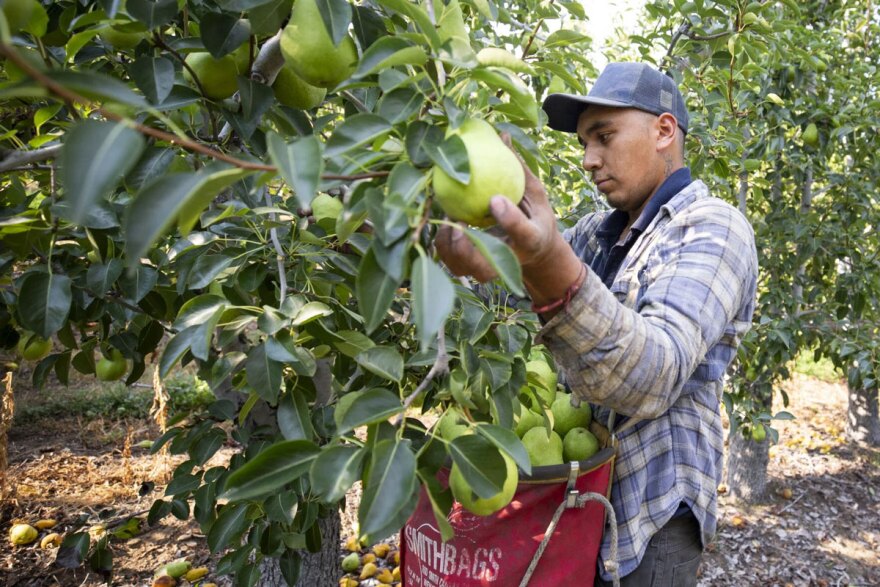 H-2A worker Rodrigo Sanchez picks Bartlett pears at a Bountiful Farms orchard in Cashmere.