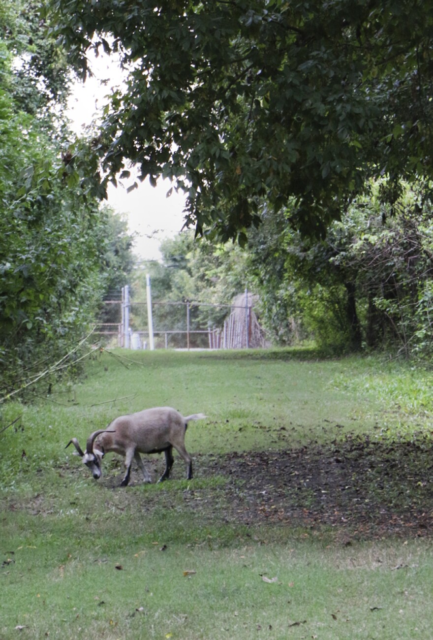 20140902Goats07_web.jpg