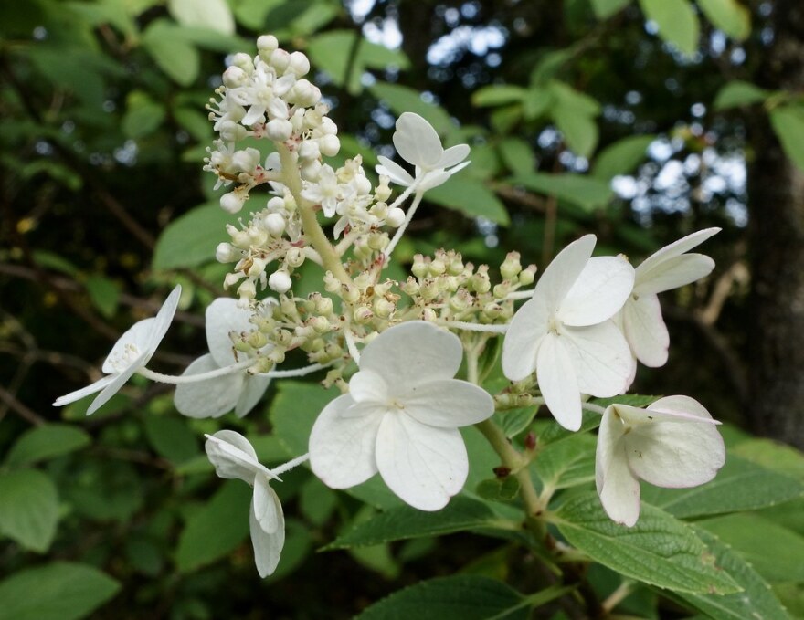  tardiva hydrangea
