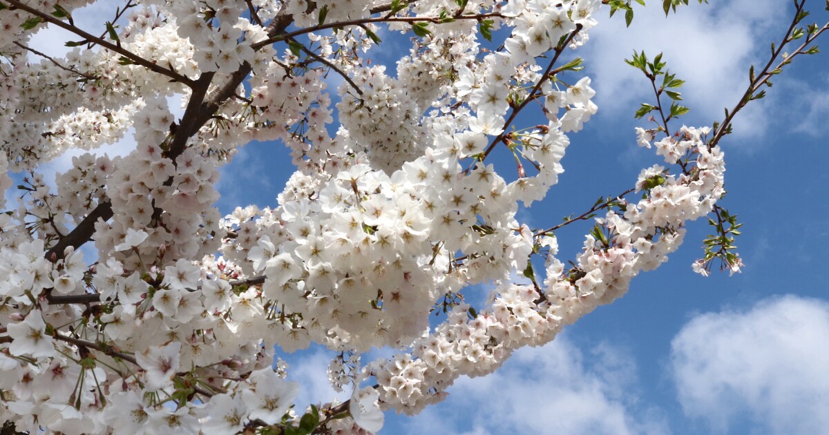 South Carolinians encouraged to exchange invasive beauties as part of Bradford Pear Bounty initiative