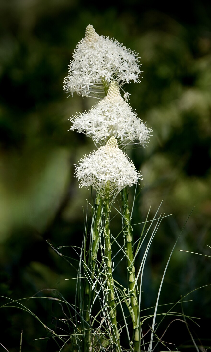Beargrass