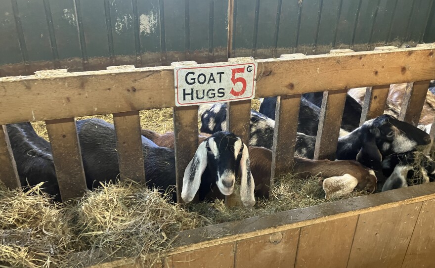 Goat hugs are offered at Thomas Farm & Dairy in Sunderland, Mass.