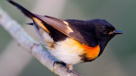 An American redstart