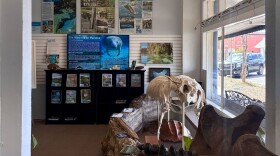 A television inside the Florida Springs Institute Welcome Center displays information about the West Indian manatee. Posters, magazines and fossil displays about Florida springs are also featured throughout the room. (Ornella Moreno/WUFT News)