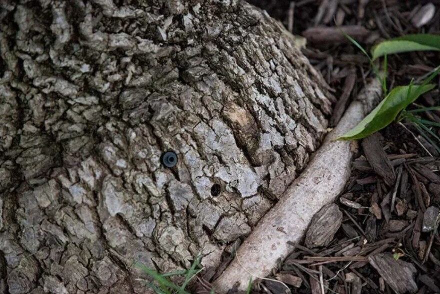 The ash trees that have survived in the Park at Forest Green neighborhood have small injection sites from which they receive regular treatment to prevent emerald ash borer infestation.