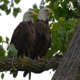 May of Lotus and Mr. President, the bald eagles whose nest failed in Washington DC. (Courtesy of Dan Rauch)