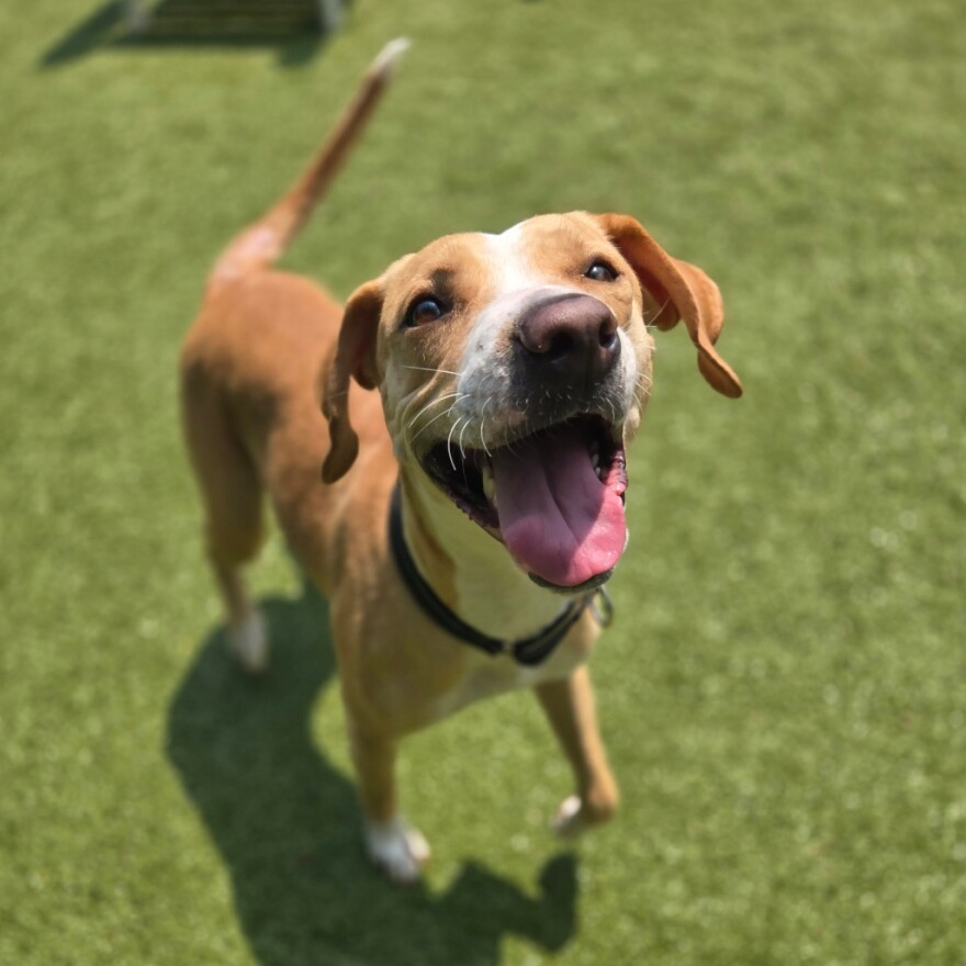 Cinamon Toast Crunch