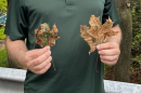 Regional DEC forester Tim Wenskus shows two Norway maple leaves infected with tar spot.