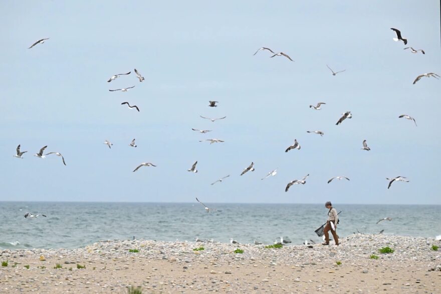 Shorebird Crew Lead Mary Bertschi of the United States Fish and Wildlife Service tracks down a juvenile oystercatcher that took off running at Trustom Pond National Wildlife Refuge in South Kingstown, R.I., June 19, 2026. (AP Photo/Jessica Hill)