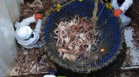 The crew of the F/V Polar Sea offloads Opilio crab in Unalaska. (Laura Kraegel/KUCB)