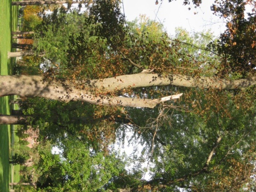 Tree at Delaware Park in Buffalo