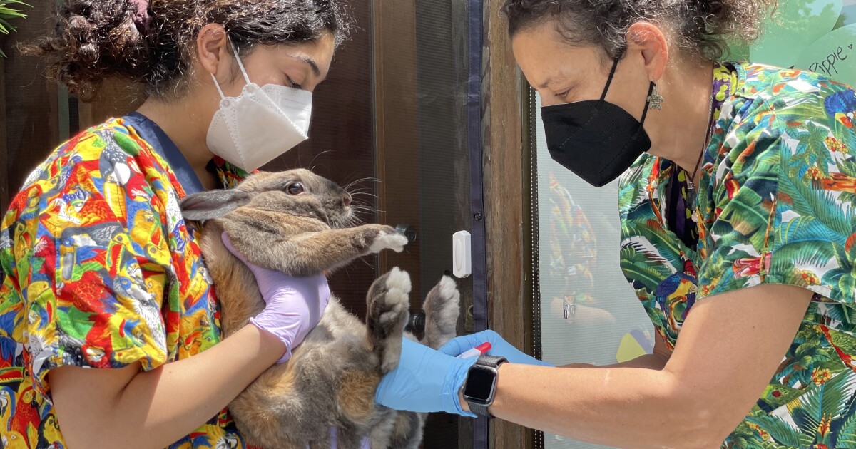 RHDV2 is killing rabbits. There is a vaccine KCUR Kansas City news