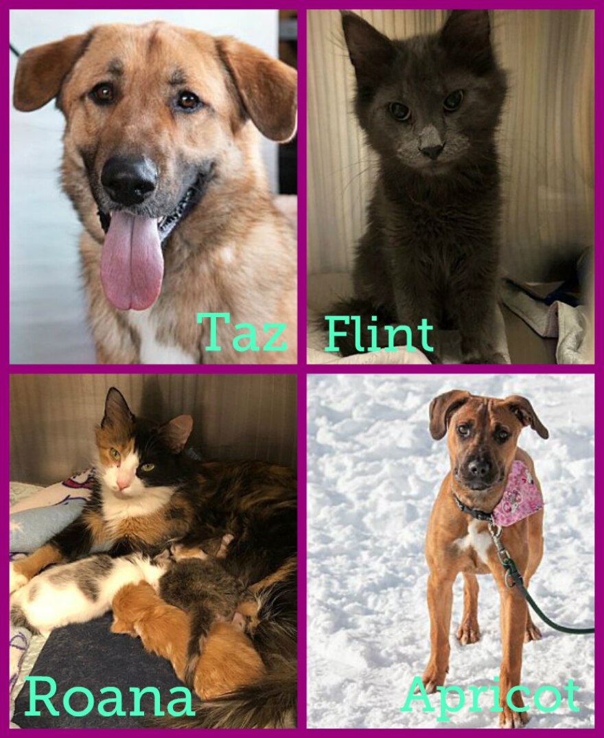 Forever Home Pets