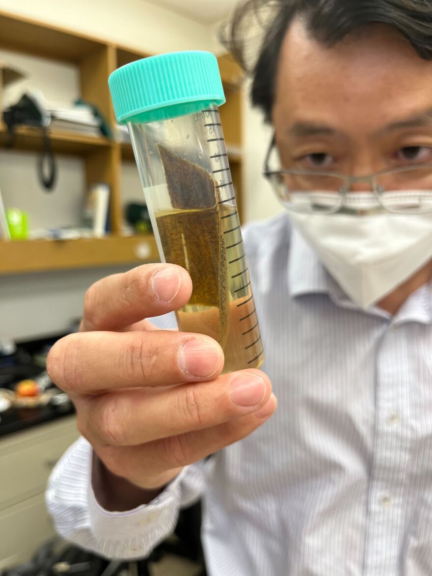 University of Hawaiʻi entomology professor Zhiqiang Cheng displays hala scale infestation.