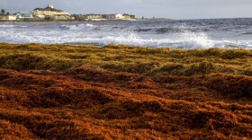 Seaweed covers a shoreline