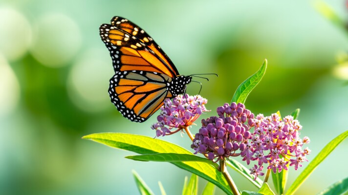 A monarch on milkweed at the Watkin's Lake State Park near Brooklyn, MI.