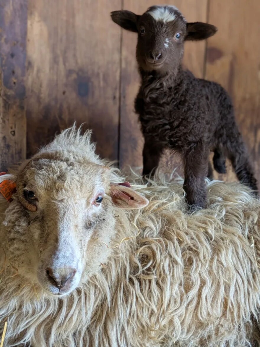 Izzy’s first Navajo Churro was Arizona—the ewe is Cadbury’s mother.