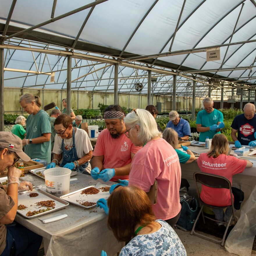 volunteers working with seeds
