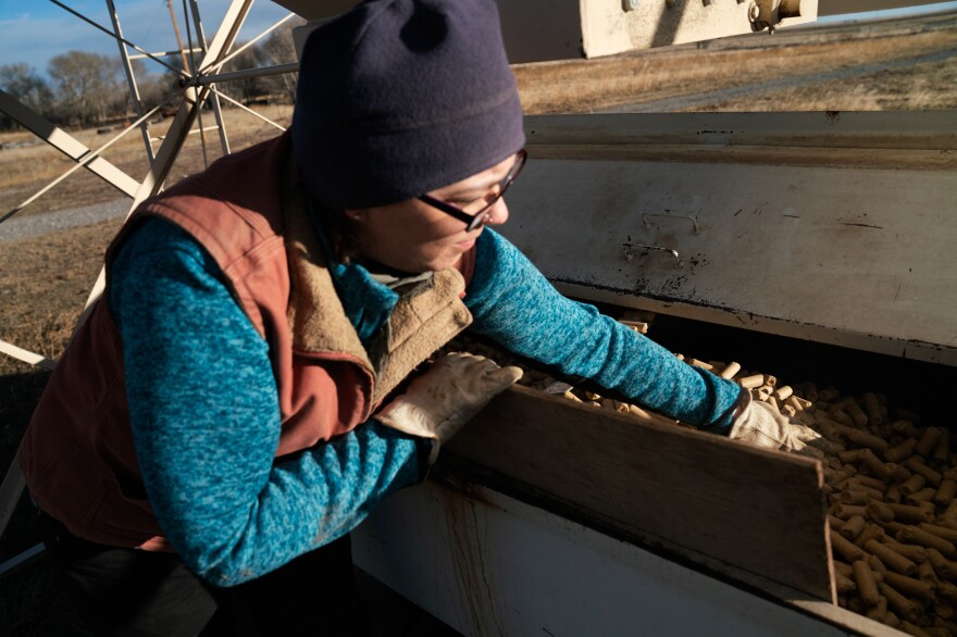 Bradley moves cow feed from one storage container to another on the back of her truck before taking it out to feed the cows in the pasture. Accommodating bears has meant changing habits and ranching patterns. Bradley and her husband now store their cow-feed in a raised, bear-proof container and have changed how they calve.