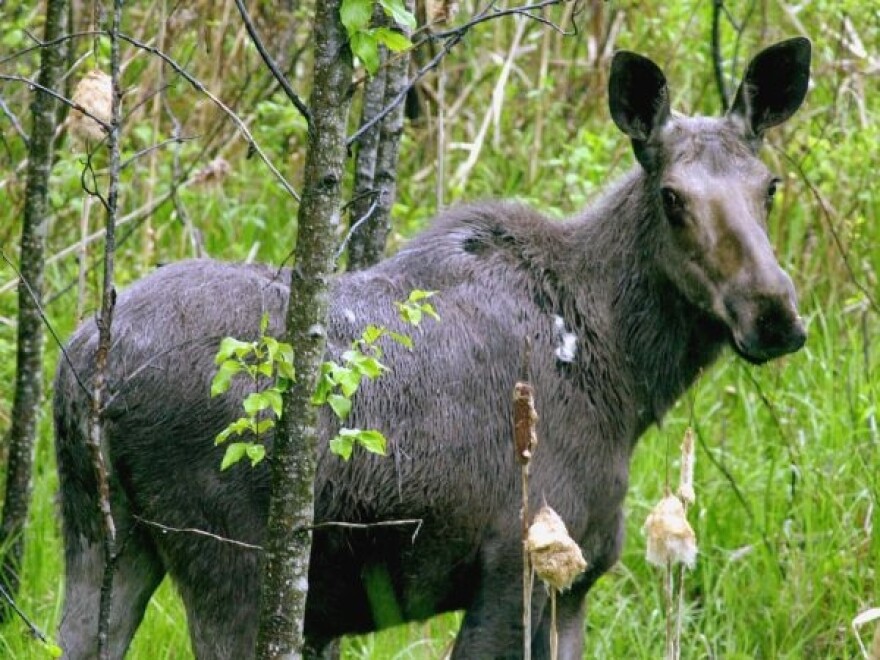 A moose grazing amid grass and trees